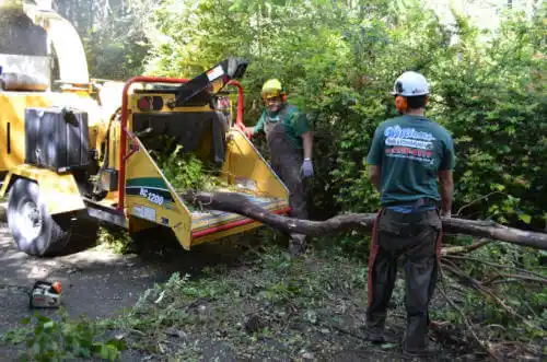 tree services Lake Belvedere Estates